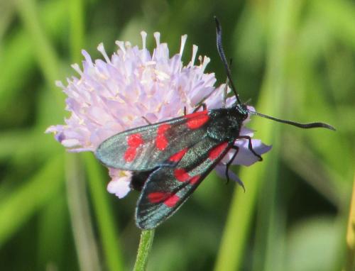Réf. 201 536 : Zygaena filipendulae